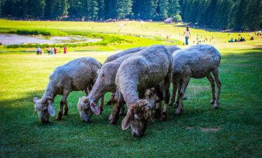 Royal Himachal Package